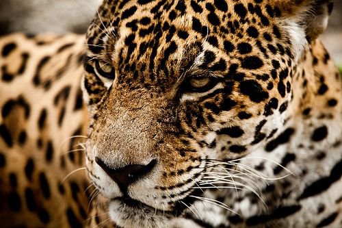 Fierce. ...leopard print where it belongs. | Poetic Aesthetic