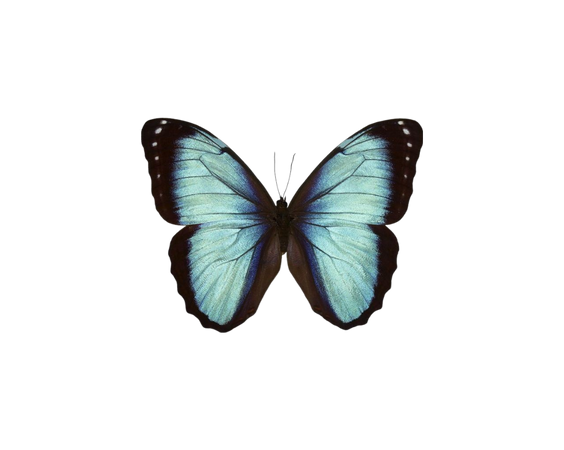 green blue butterfly