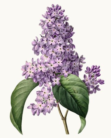 Purple Lilacs Vintage Illustration Lilac Flower Clipart | Etsy