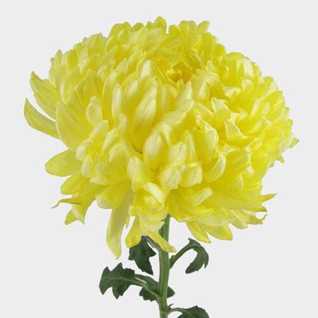 Football Mum Yellow Flower - Wholesale - Blooms By The Box