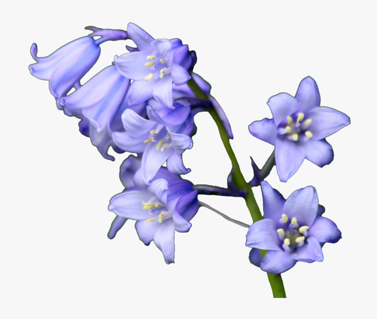 bluebell flower