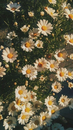 daisies flowers