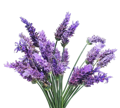 19 Wolfsbane drawing bunch lavender HUGE FREEBIE! Download for PowerPoint presentations on unixTitan