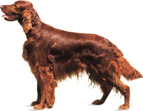 Irish setter | breed of dog | Britannica