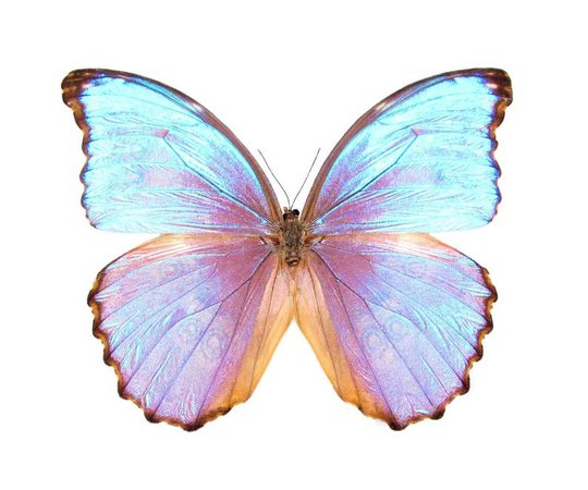ONE Real Butterfly blue purple Morpho godarti asarpai Peru | Etsy