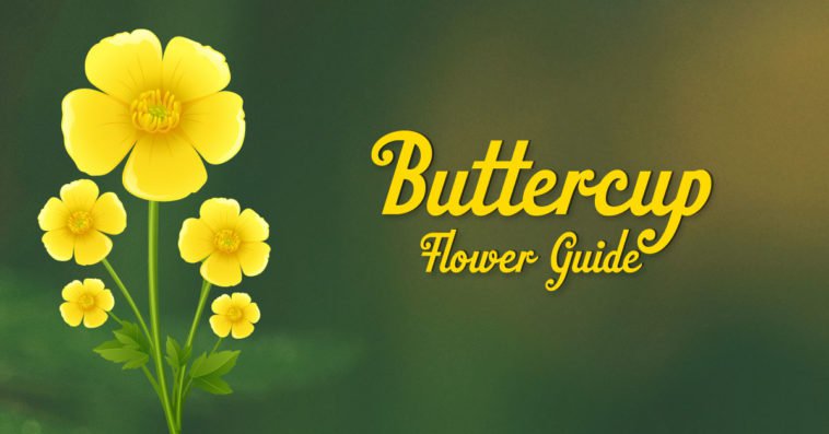 Definitive Buttercup Guide (With 5 Types & Growing Tips)