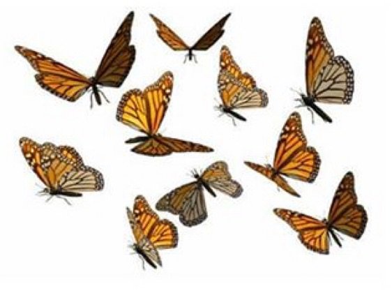 butterfly png