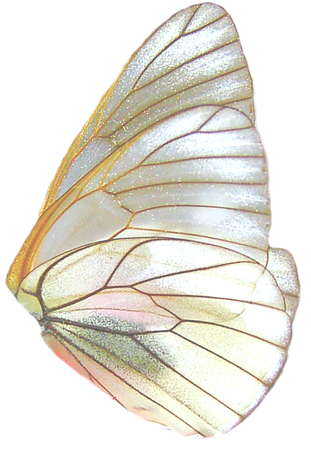 irridescent_right_butterfly_wing_transparent_png_thingsnpngs_tumblr