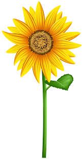 sunflower - Google Search
