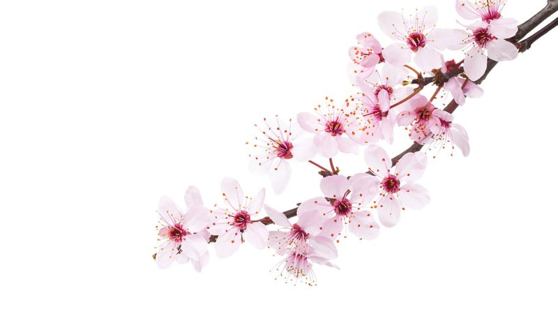 Festival of Ideas: No More Cherry Blossom - Events