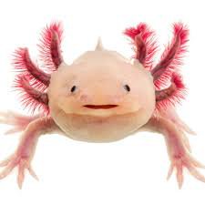 axolotl - Google Search