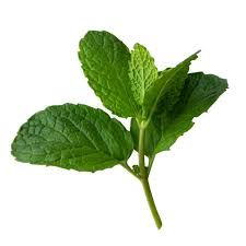 mint leaves - Google Search