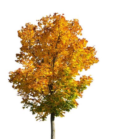 autumn tree