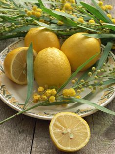 20 Lemon tree ideas | lemon tree, meyer lemon tree, tree care