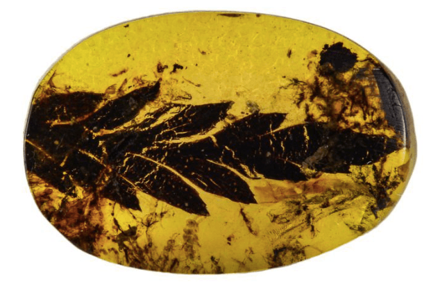 amber fossils