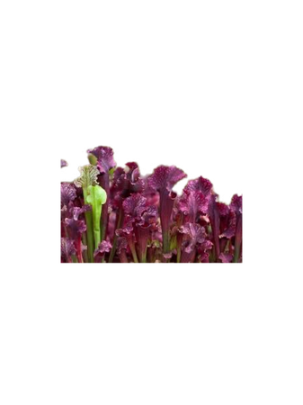 purple pitcher plant flowers