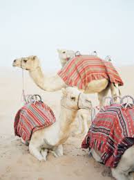 egyptian pinterest pictures riding camels - Google Search