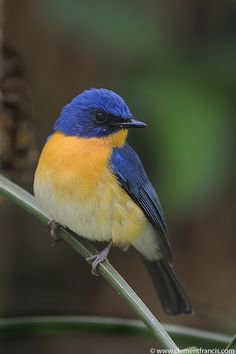 japanese small blue bird - Google Search