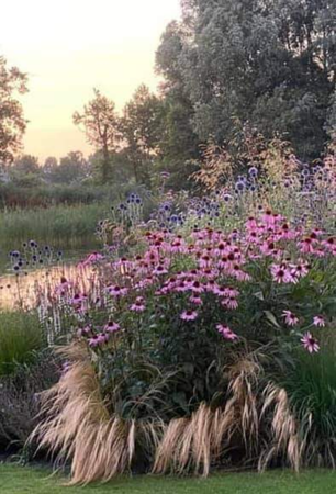 pink flowers on pond