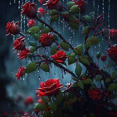 Rain Drops On Roses
