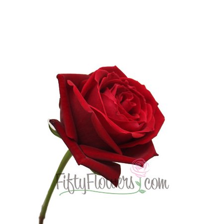 Classy Red Roses with Free Shipping | FiftyFlowers