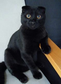 Black Scottish Fold Cat