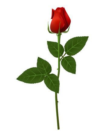 Single Red Rose Flower Illustration, Beautiful Red Rose On Long.. Royalty Free Cliparts, Vectors, And Stock Illustration. Image 51556733.