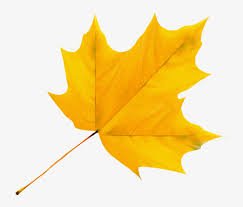 yellow autumn leaves - Google Search
