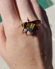 hand bee