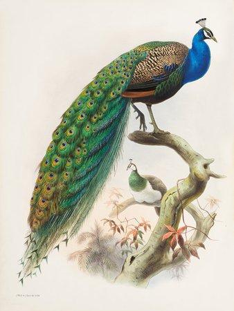 Kunst collectie - Natural History Museum - Peacock - IXXI