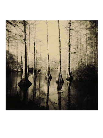 swamp Southern Gothic background