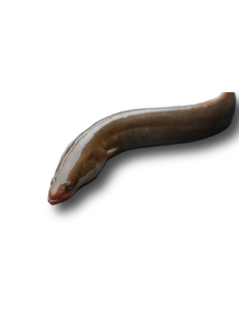 eel fish animals