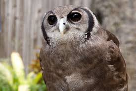 eagle owl - Google Search