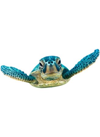 blue sea turtle png filler