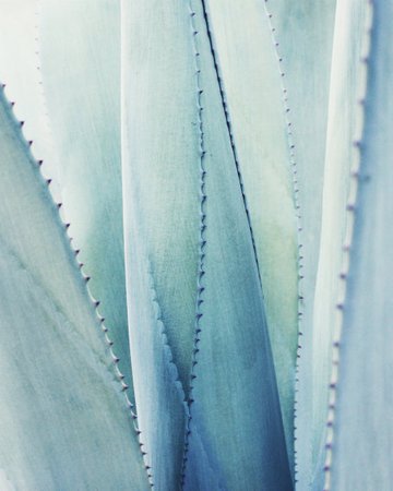 pale blue botanicals prints - Google Search
