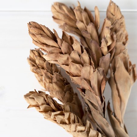 Dried Ginger | FiftyFlowers.com