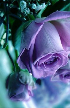 Turquoise Purple Rose