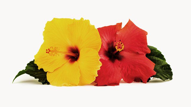All You Need to Know About Hibiscus
