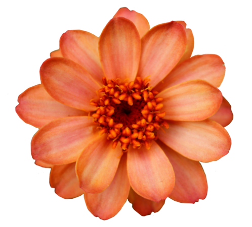 Orange Flower (Clipart for Icons)