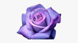 light purple flower - Google Search