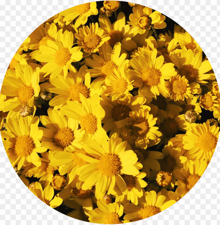 yellow flower circle
