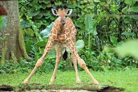singapore zoo giraffe - Google Search
