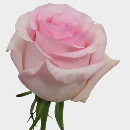 light pink roses - Google Search