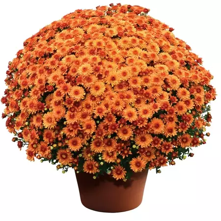 Expert Gardener 3 Quart Orange Bronze Fall Hardy Garden Mum Live Plant Full Sun - Walmart.com