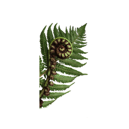 fiddle fern ❦ clip by strangebbeast