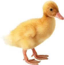 duck no background - Google Search