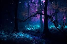 enchanted forest - Google Search