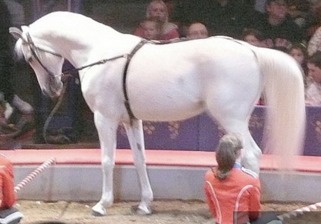 Circus Horse Photo