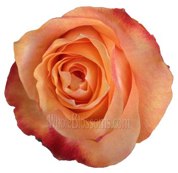 Twilight Light Orange Rose: Bulk Orange Roses