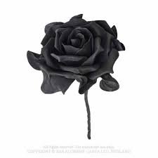 black rose - Google Search